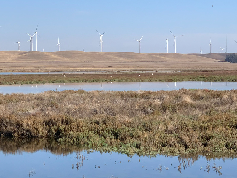 A ground level view of the project showing shorebirds using the wetlands with windmills in the distance.